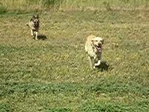 mes chiens, Vidocq et Vounie, qui courent ds les champs