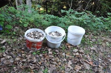 Mantar Yerine Bozuk Para Topladılar