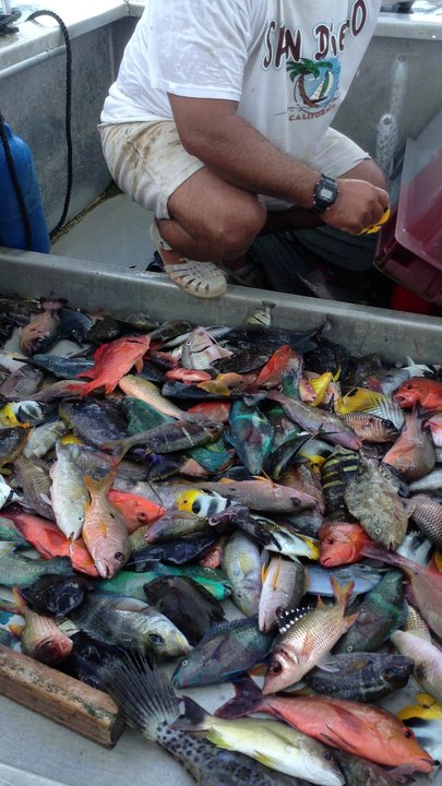 fish in manihi