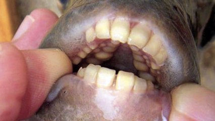 5 Bizarre & Strange Creatures Caught On Tape