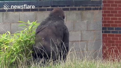 Baby gorilla appears to 'break wind', then tries to hide it