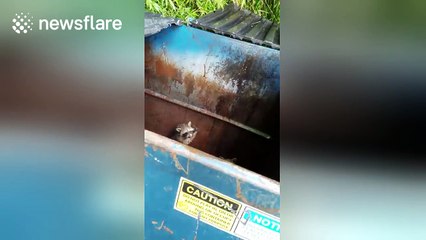 Raccoon seems to nod in thanks to man who helped him escape dumpster
