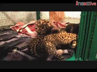 Three leopard cubs saved