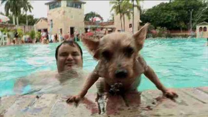 Los perros son hoy los amos en una piscina de Miami