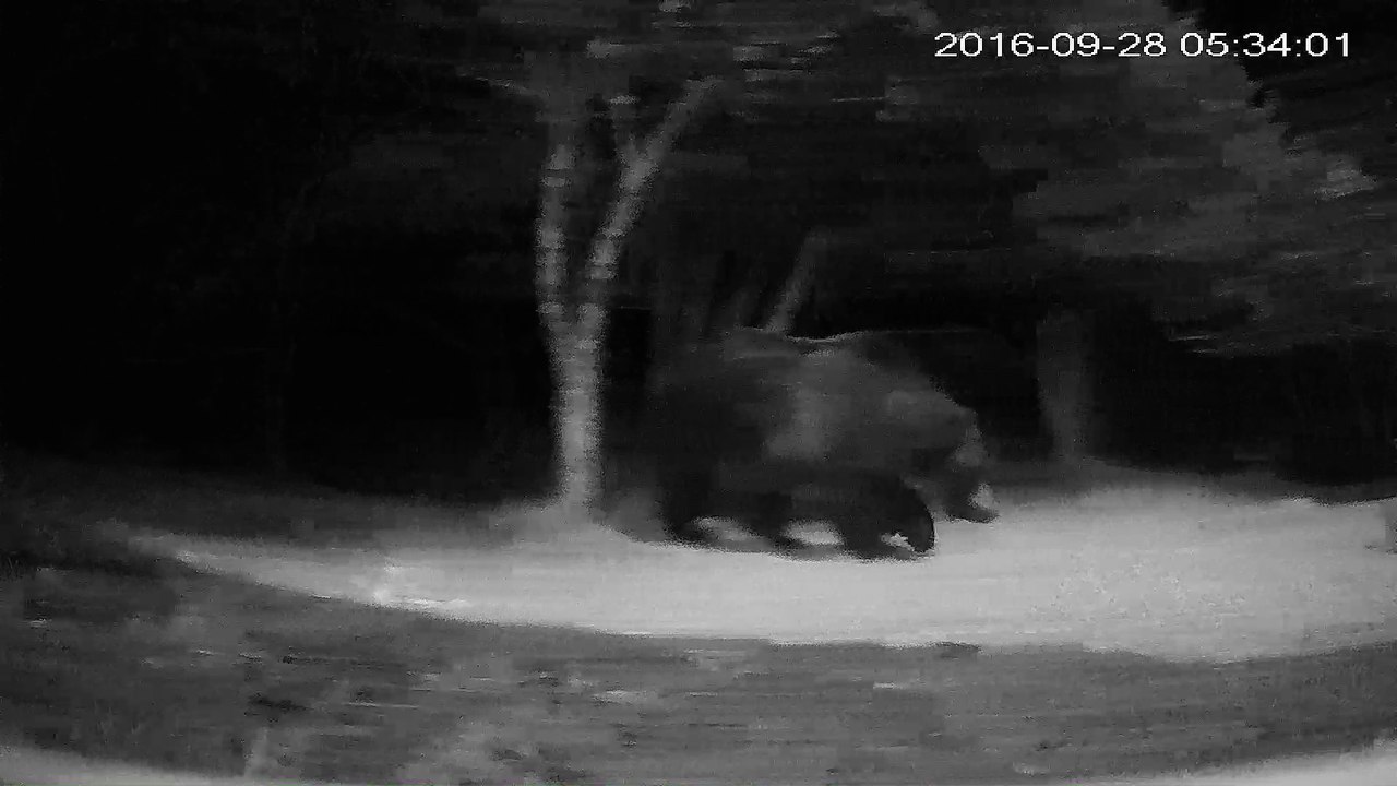 A Large Grizzly Messing With My Security Camera
