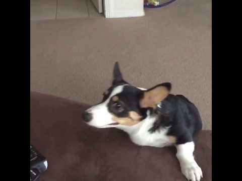 Leaping Corgi Puppy Can't Quite Get Onto Couch