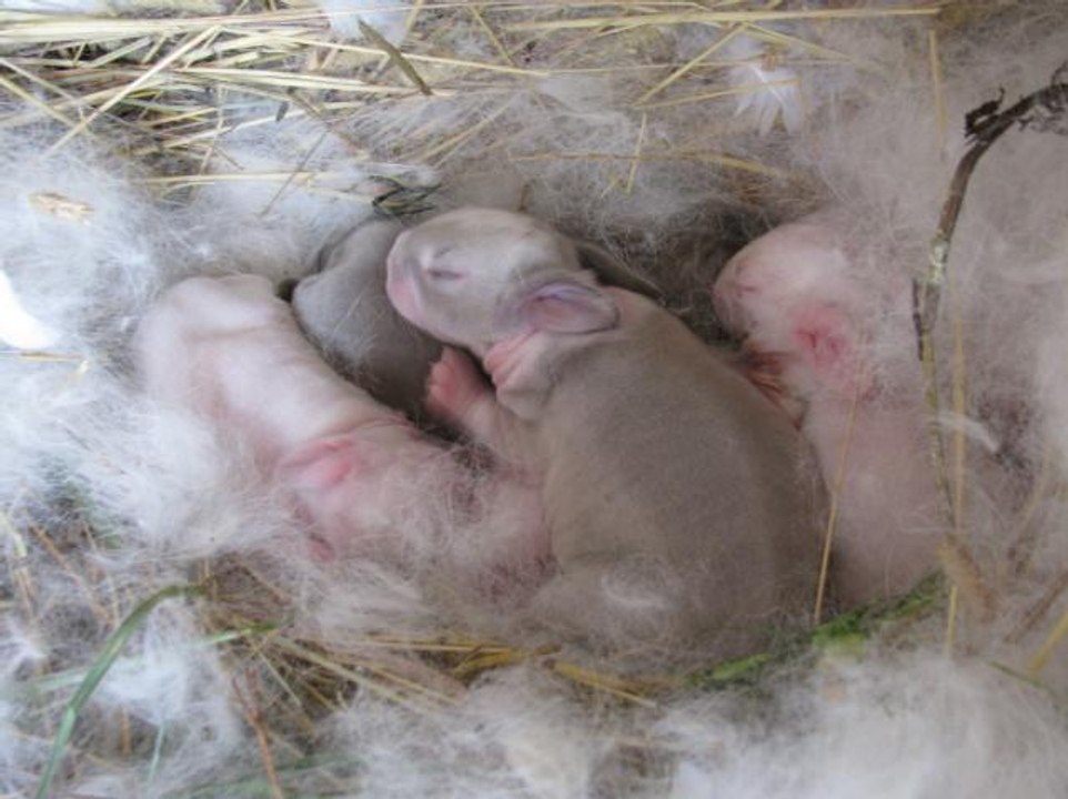 Newborn rabbit babies