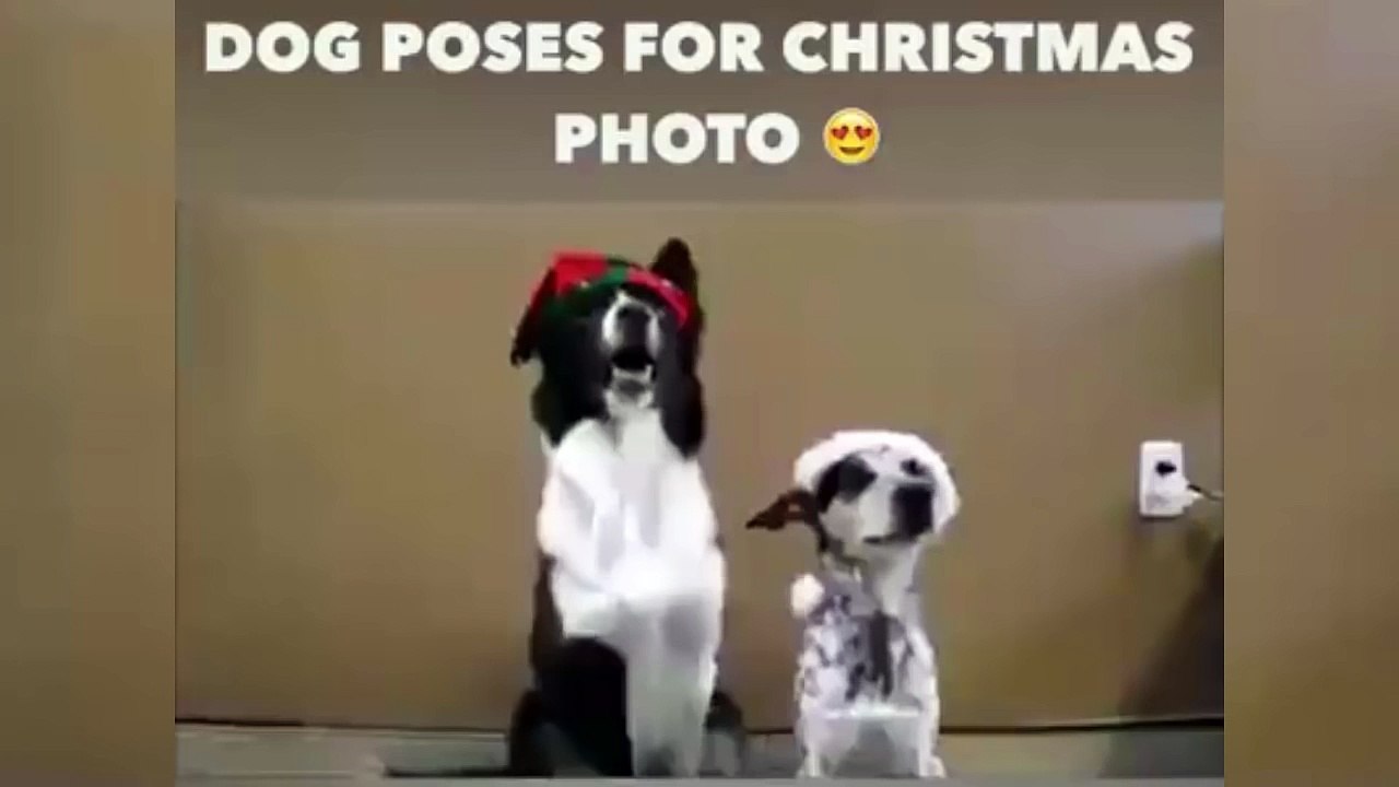 Dog poses for Christmas photos