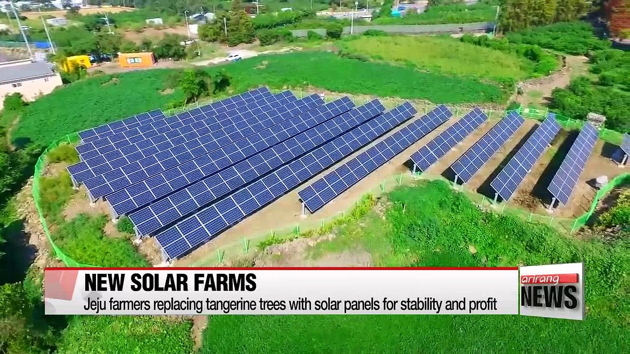 Jeju farmers replacing tangerine trees with sol...