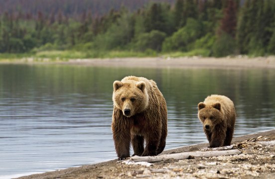 Top 10 Dangerous And Unusual Exotic Pets