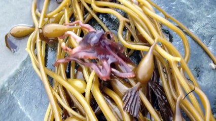 Little Octopus Climbing Over Rock - Parry Gripp-4Lp5a-r3MJU