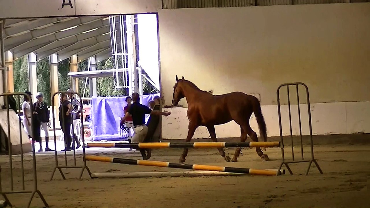 quir royal linières en demo au centre equestre restaurant le comte à HEM