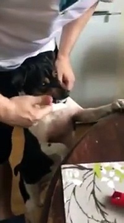 Brossage de dents d'un chien Jack Russell très content !