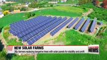 Jeju farmers replacing tangerine trees with solar panels for stability and profit