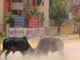 Varanasi residents fear rogue bulls