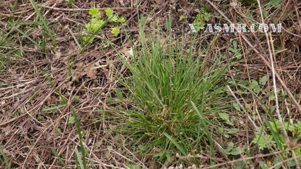 ASMR Sunrise of Spring ASMRotica (relaxing part) sarah asmr reverb wet voice