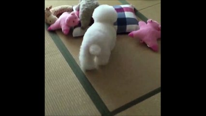 Ce caniche fait tout comme sa peluche!