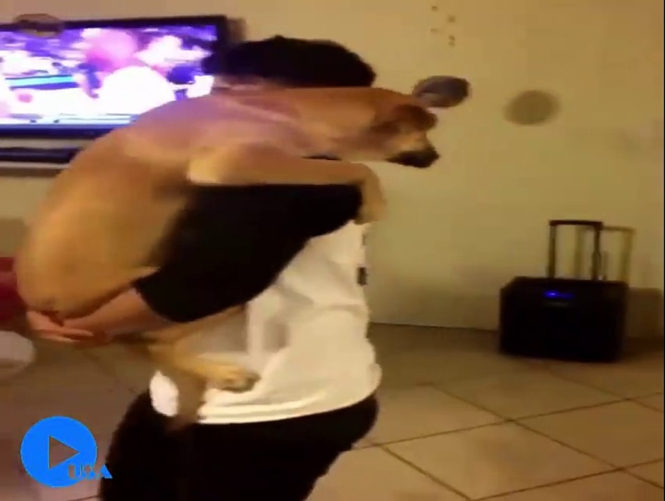 Quand nos chiens se prennent pour des humains - Compilation