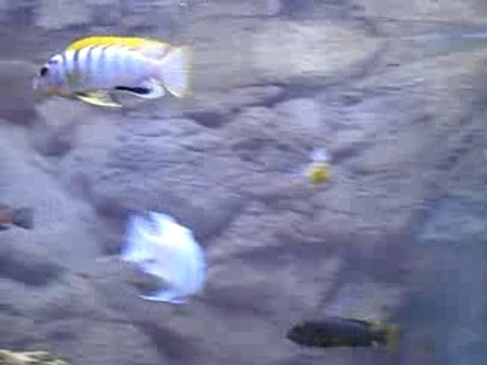 estherae vs estherae