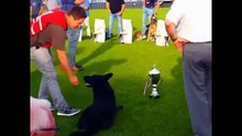 Enzo van Wiersdijk  winner  KNPV PH-1   2016