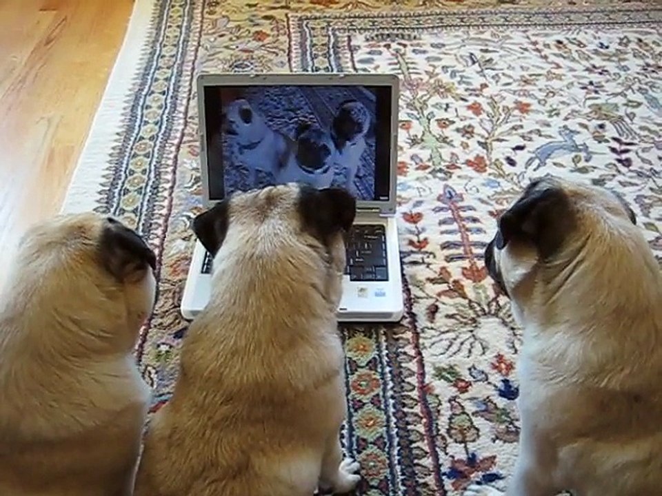 Pugs Watching Themselves on YouTube