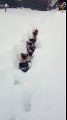Schweizer Schneemöpse   Swiss Mountain Snow Pugs