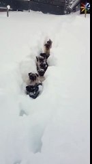 Schweizer Schneemöpse   Swiss Mountain Snow Pugs