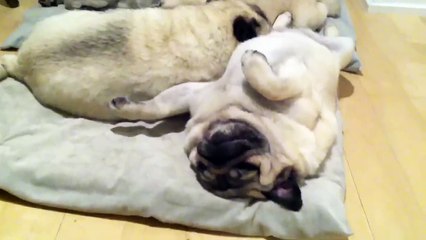 Snoring Pile of Pugs II