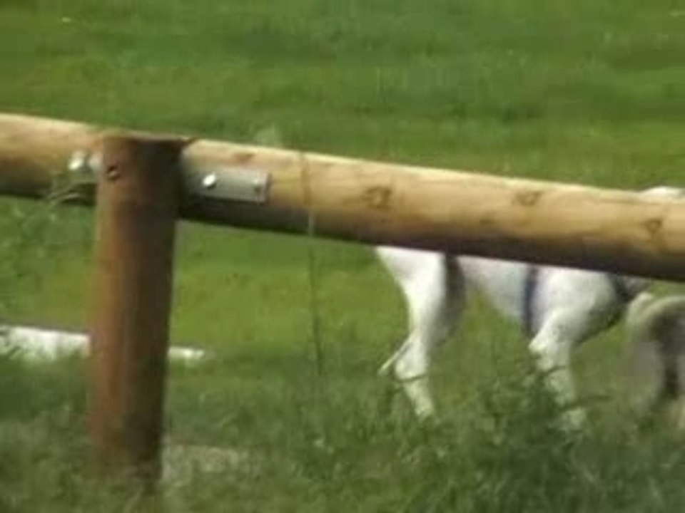 La Danse Des Chiens