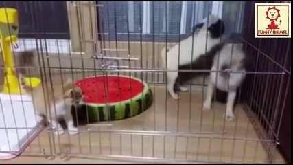 Cat vs two dog, funny dog lol