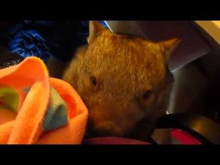 Funny Wombat Steals Owner's Glove