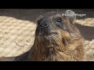 Baby Hyraxes Use Mum as Jungle Gym