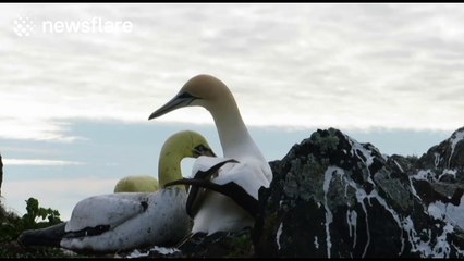 Nigel the lonely gannet tries to woo concrete gannet mate