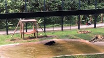 Après avoir été torturé et passé 9 ans en captivité, un ours passe du bon temps dans l'eau
