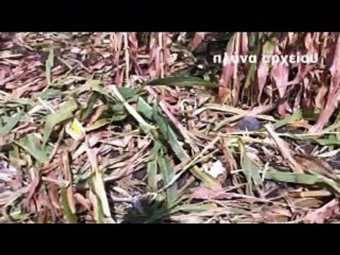 Εκτεταμένες ζημιές από αγριογούρουνα σε αγροτικές καλλιέργειες στη Βοιωτία. Σε απόγνωση οι αγρότες