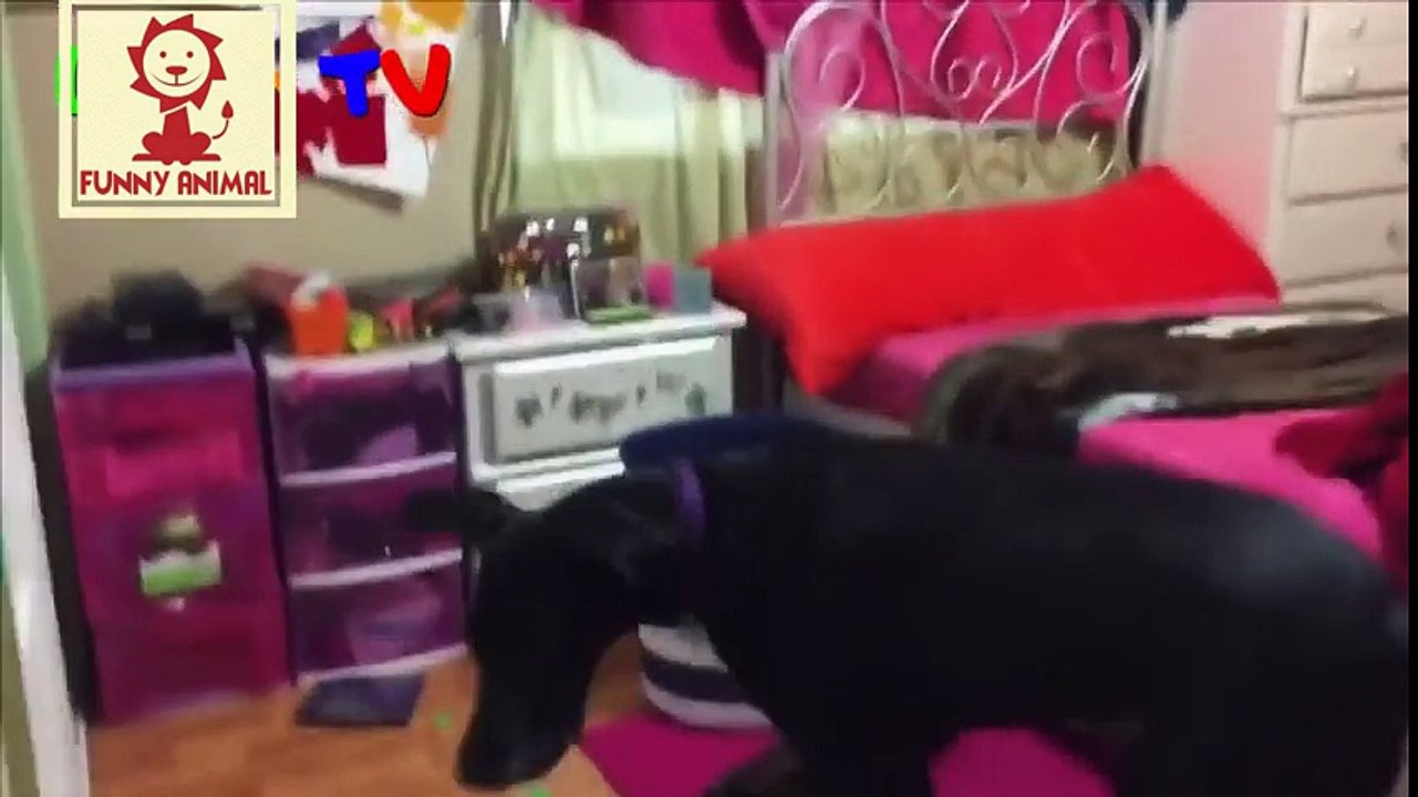 Funny And Cute Dogs Playing Hide And Seek