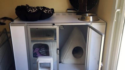 Douceur de vivre Devon rex 2016