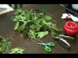 Rocca Priora (RM) - Giardino di casa pieno di marijuana: arrestata intera famiglia (01.10.16)