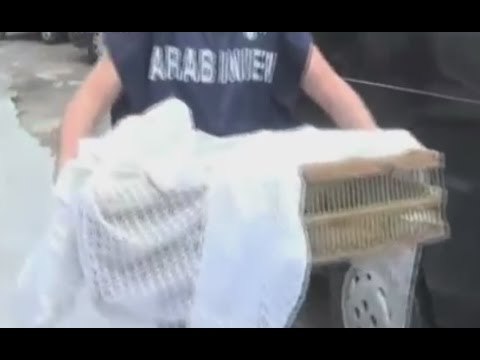 Palermo - Traffico di fauna selvatica, scoperto deposito ad Altarello (28.09.16)