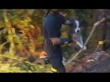 Ponte San Nicolò (PD) - Il cane Lapo cade in un cunicolo, salvato dai Vigili del Fuoco (27.09.16)