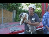 Amatrice (RI) - Terremoto, gatto salvato dalle macerie (27.09.16)