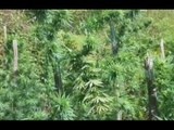 Roscigno (SA) - Marijuana, sequestrate due piantagioni da 1 milione di euro (22.09.16)