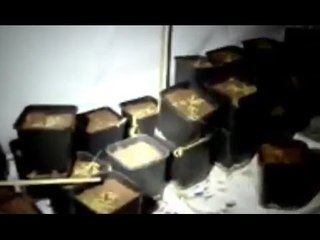 Roma - Coltiva 250 piante di marijuana in casa ad Ardea (22.09.16)