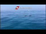Viareggio - I delfini nuotano al largo (06.09.16)
