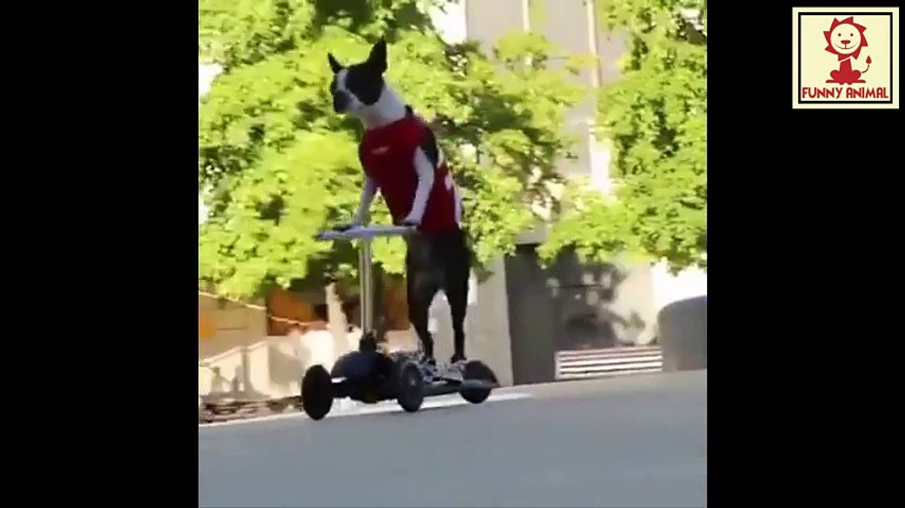 Monkey make up, dog run  treadmill, dog with skateboard....
