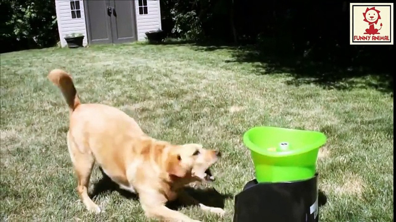 Funny Dogs