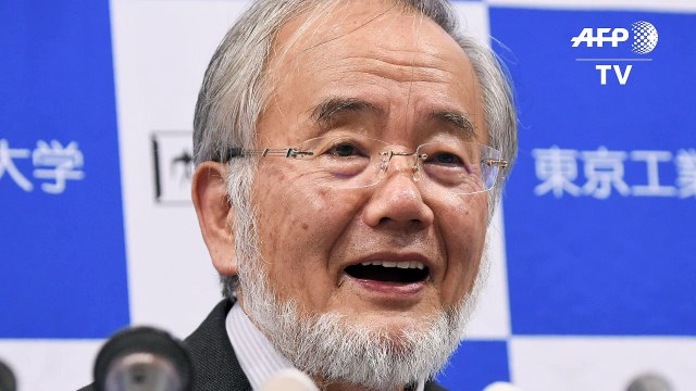 Nobel de Medicina para japonés especializado en autofagia