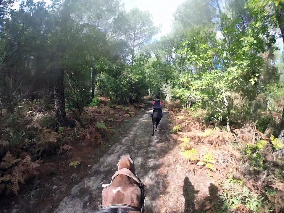 2 octobre 2016 galop
