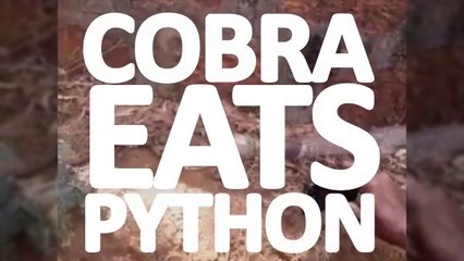 cobra eats python
