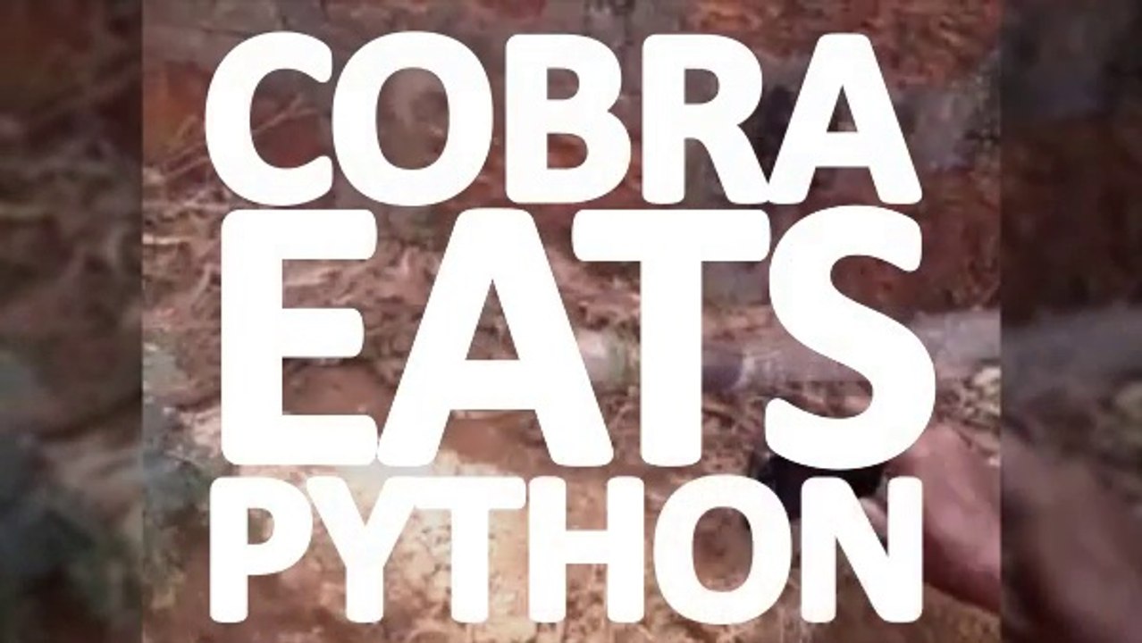 cobra eats python